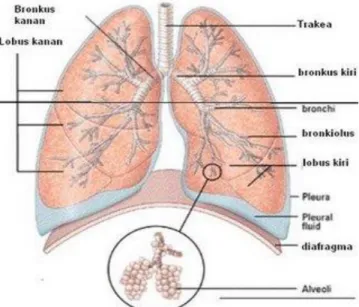 Gambar 1. Struktur paru-paru  www.softilmu.com 