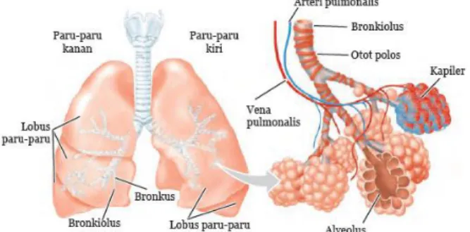 Gambar 5. Tenggorokan  www.hedisasrawan.blogspot.com  5.  Cabang Tenggorokan (Bronki/bronchus) 