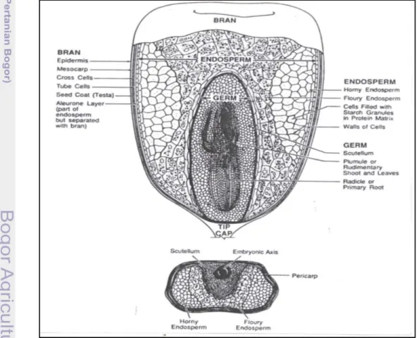Gambar 2. Struktur biji jagung (Johnson, 1991) 