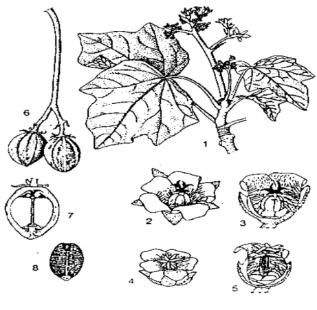 Gambar 1 Bagian-bagian tanaman Jatropha curcas L.: batang yang berbunga (1), bunga  betina (2), bunga betina yang terbuka (3), bunga jantan (4), bunga jantan yang terbuka  (5), buah  (6), buah dengan arah longitudinal (7), dan biji (8) (de Padua 1999)