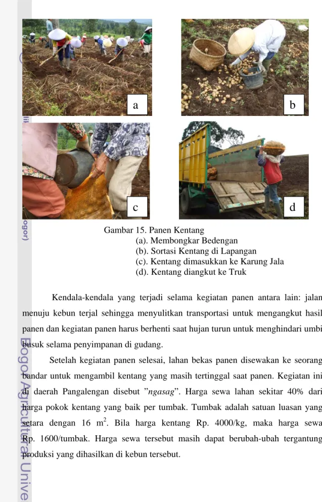 Gambar 15. Panen Kentang  