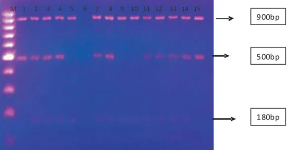 Gambar 1. Hasil elektroforesis gel dari produk Brucella abortus strain-spesific -PCR. M= Marker, 1=S19 (vaksin), 2=S99 (referen), 3= CH-PR, 4= BM, 5= Brucella spesies, 6= Kontrol negatif, 7=YNT-KP, 8=DKI577, 9= Brucella spesies, 10= Brucellaspesies,  11=CH