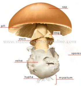 Gambar 4 Makro Fungi  (Agaricaceae)  (Sumber : www.visualdictionaryonline.com)  Jamur Beracun 