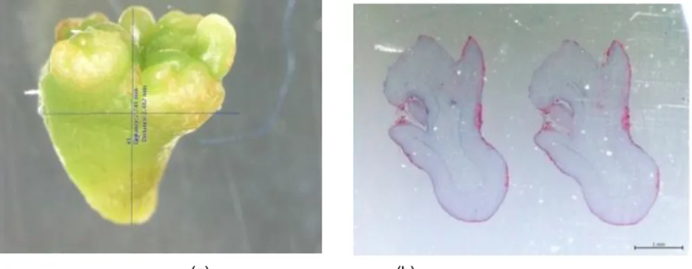 Gambar 2. Embrio kotiledonary (a) dan histology embrio yang berkembang dari kalus embrionik (b)  Dari tiga  perlakuan media, persen embrio kotiledonary tertinggi terdapat  pada   perlakuan media  M2 (MS + 146 mM sucrose + 2 x FeEDTA) (Gambar 2)