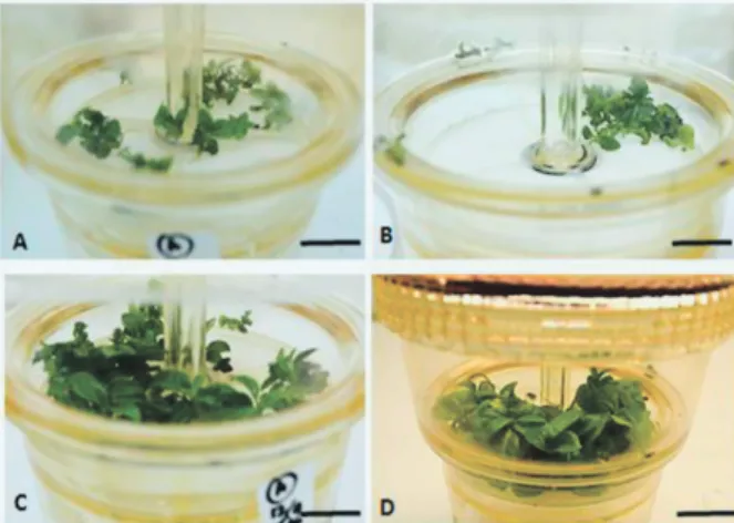 Figure 10. Performance  of  germination  of  somatic  embryogenesis  wear  RITA ® Arabica  coffee