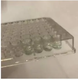 Gambar 1. Hasil praktikum ELISA)