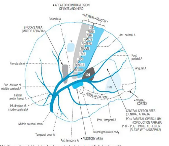 Gambar 3: Territori Middle Cerebral Artery 