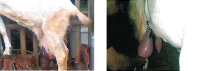 Gambar 1. Mastitis klinis pada kambing PE (Koleksi Pribadi, 2011)