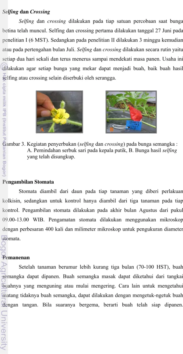 Gambar 3. Kegiatan penyerbukan (selfing dan crossing) pada bunga semangka :        A. Pemindahan serbuk sari pada kepala putik, B
