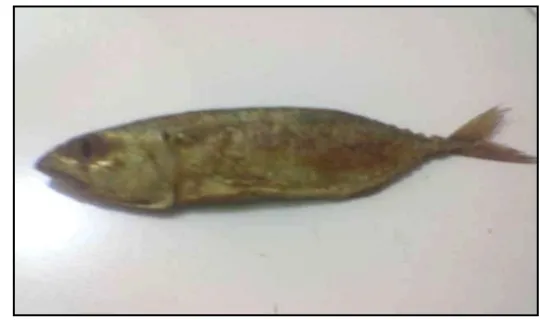 Gambar 4.  Sampel peda merah ikan kembung perempuan(Rastrelliger neglectus)  