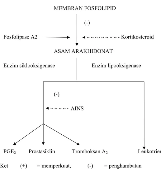Gambar 4. Pengaruh AINS dan Kortikosteroid 25