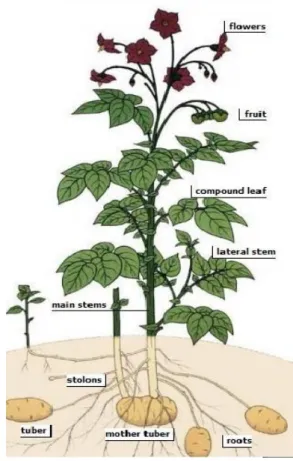 Gambar 2.1  Morfologi tanaman kentang (Sumber : FAO 2008)  Suhu tanah berhubungan dengan proses penyerapan unsur hara oleh akar,  fotosintesis, dan respirasi