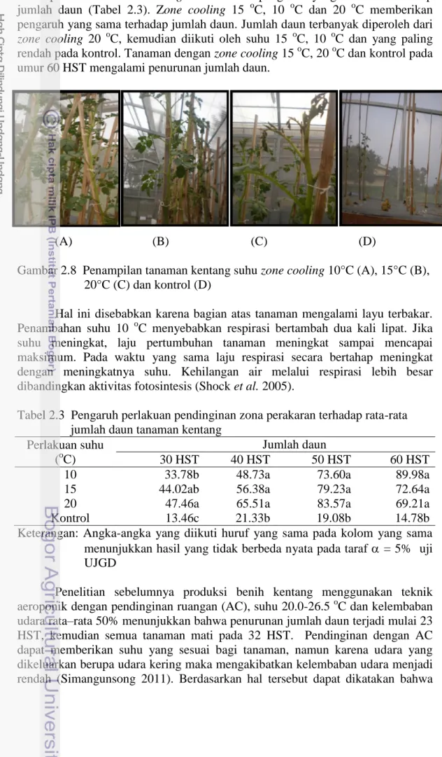 Tabel 2.3  Pengaruh perlakuan pendinginan zona perakaran terhadap rata-rata                    jumlah daun tanaman kentang 