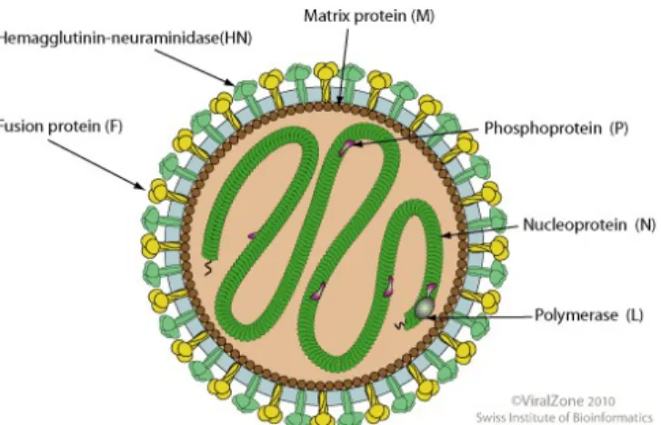 Gambar 1. Struktur Paramyxovirus (Sumber: Swiss Institute of Bioinformatics)