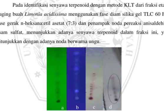 Gambar 5.4.  Hasil identifikasi terpenoid dengan metode KLT (a) UV 254, (b) UV  365,  (c)  UV  365  setelah  diberi  penampak  noda,  (d)  secara  visual  setelah diberi penampak noda yang menunjukkan hasil positif