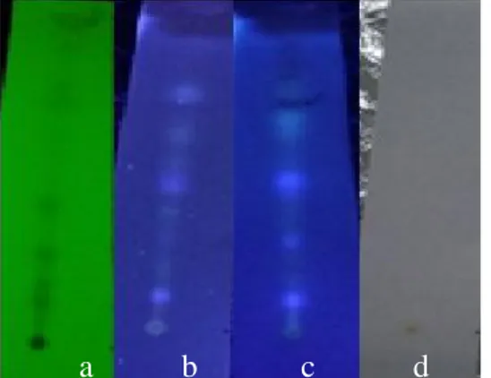 Gambar 5.5.    Hasil identifikasi  senyawa  flavonoid  dengan metode KLT  (a) UV  254,  (b)  UV  365,  (c)  UV  365  setelah  diberi  penampak  noda,  (d)  secara visual setelah diberi penampak noda yang menunjukkan hasil  negatif