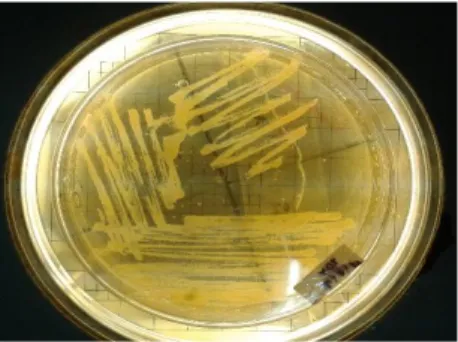 Gambar  5.10.  Pengamatan  secara  visual  jamur  Candida  albicans  pada  media  Sabouraud Dextrose Agar
