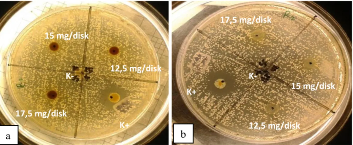 Gambar 5.13. Replikasi II uji antijamur pada fraksi etanol daging buah  Limonia  acidissima  terhadap  jamur  Candida  albicans  (a)  sebelum  disk  cakram diangkat, (b) setelah disk cakram diangkat