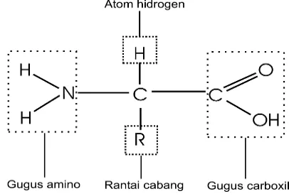 Gambar 5. Sketsa molekul asam amino (Read, 1981 vide Winarno, 1992) 