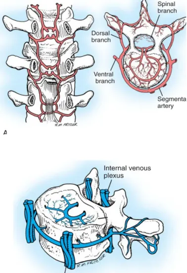 Gambar 2.  Vaskularisasi tulang belakang