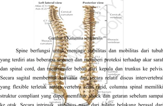 Gambar 3.Kolumna vertebralis .(4)