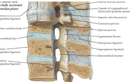 Gambar 4 Spine dari sisi lateral.  (5)
