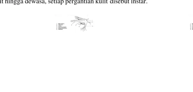 Gambar 2. Morfologi Nauplius (Isnansetyo dan Kurniastuty, 1995) Tahapan Penetasan Artemia salina Leach  (Isnansetyo dan