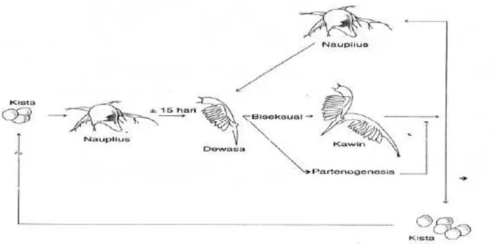 Gambar 4. Siklus Hidup Artemia salina Leach (Isnansetyo dan Kurniastuty, 1995)