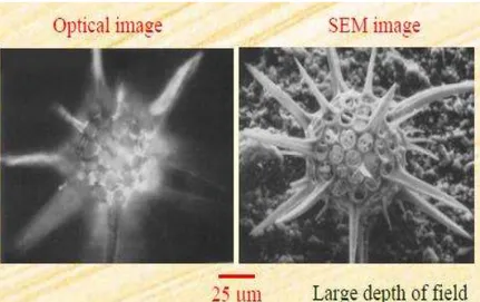 Gambar  7.  Perbandingan  gambar  mikroskop  optik  dengan  mikroskop  elektron. 