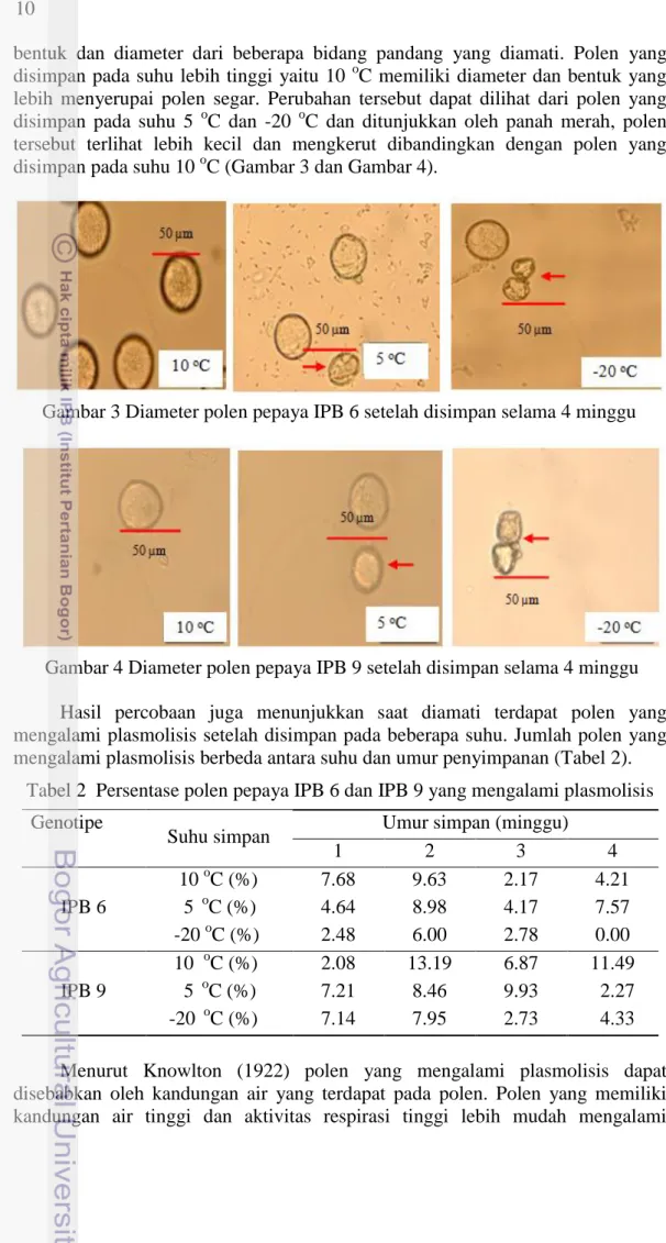 Tabel 2  Persentase polen pepaya IPB 6 dan IPB 9 yang mengalami plasmolisis 