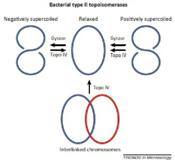 Gambar 5. Mekanisme topoimerase tipe II pada DNA. Pengontrolan supercoiling untuk menentukan jumlah rantai ganda yang dibutuhkan