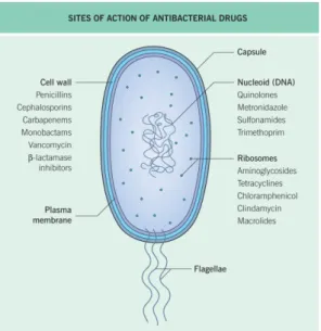 Gambar 1. Ilustrasi gambar sel bakteri dan tempat mekanisme kerja antibiotik.