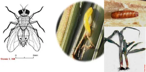 Gambar 11.  Imago, larva,  pupa,   gejala serangan  lalat bibit (Atherigona sp.) 