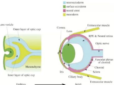 Gambar 2.6 Perkembangan dari embrio mengenai mata 