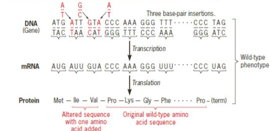 Gambar 1. Bukti awal bahwa kode genetik adalah kode triplet.