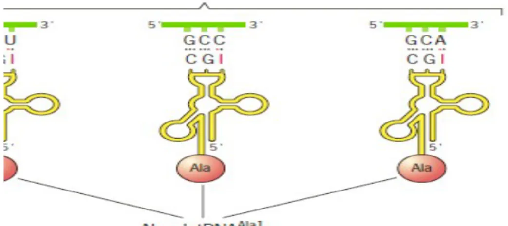Gambar 3. Pasangan basa antara antikodon alanyl-tRNA dan kodon mRNA GCU, GCC dan GCA menurut hipotesis wobble Crick.