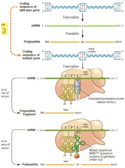 Gambar 4. (a) Pembentukan sebuah amber (UAG) mutasi rantai-terminasi. (b) Efeknya pada produk gen polipeptida tanpa adanya suppressor tRNA