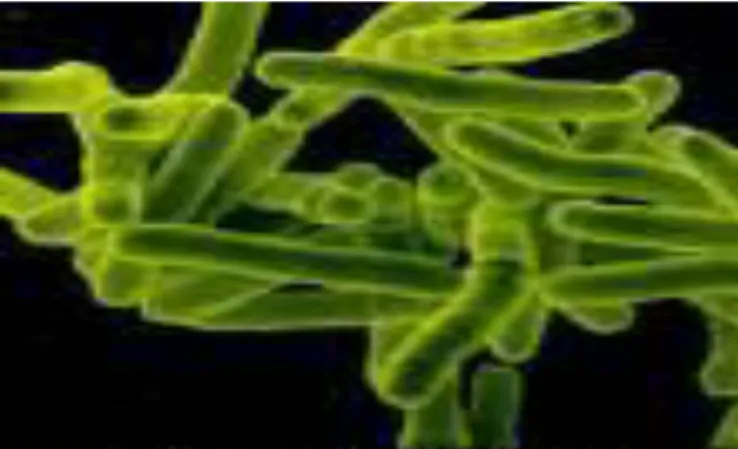 Gambar 1. Bakteri Mycobacterium tuberculosis 11 . 