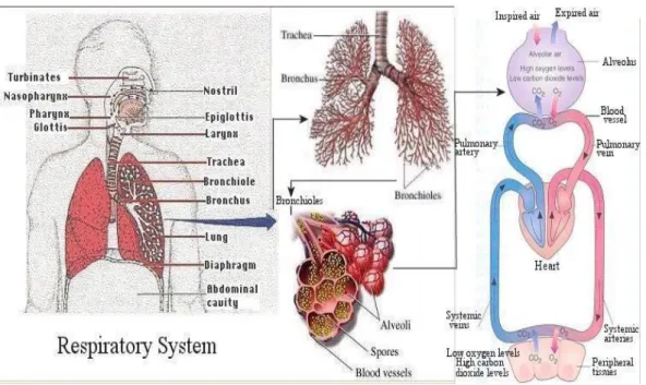 Gambar 2. Sistem Respirasi 