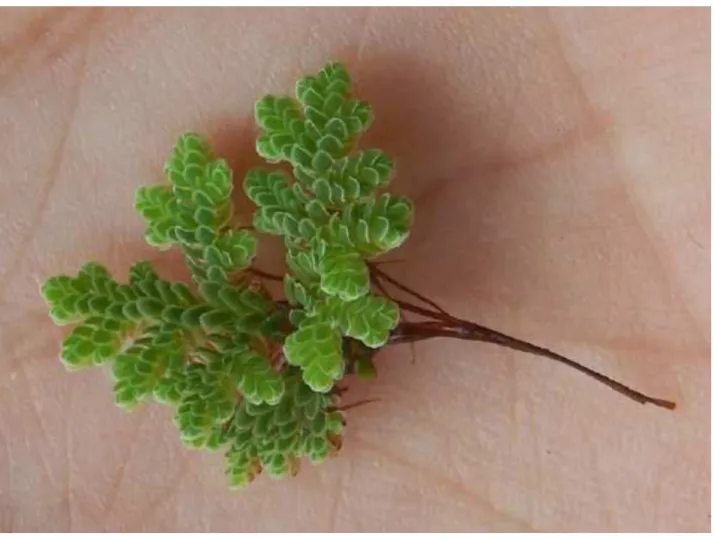 Gambar 2. Azolla microphylla