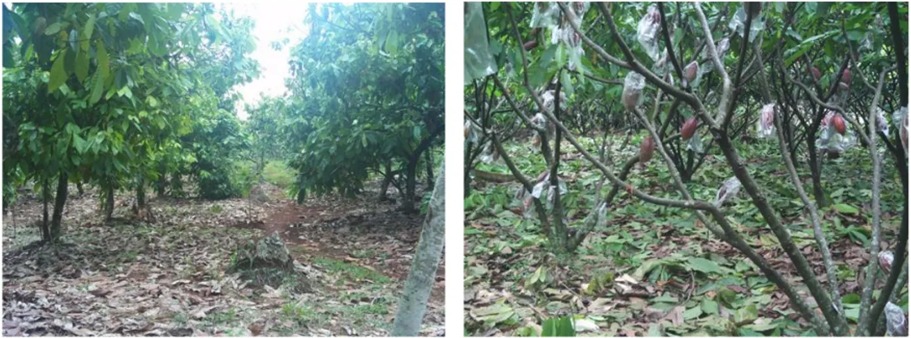 Gambar 3. Kebun kakao PT Pagilaran yang tertata dengan baik dan produktif 
