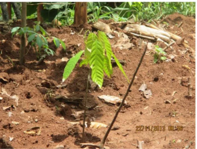 Gambar 8. Pembibitan kakao di kelompok petani kakao Ngudi Raharjo, Patuk 