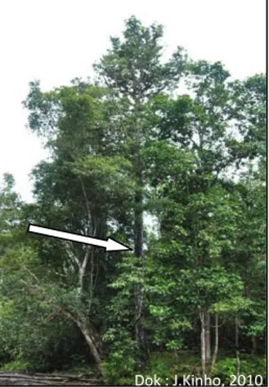 Gambar 5. Pohon eboni (D.lolin) di DAS Dodaga, Halmahera Timur 