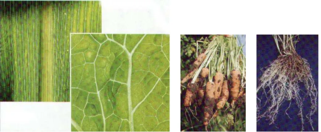 Gambar  3.  Struktur  pertulangan  daun  :  Daun  tumbuhan  monokotil  (a)  ,  daun  tumbuhan  dikotil 