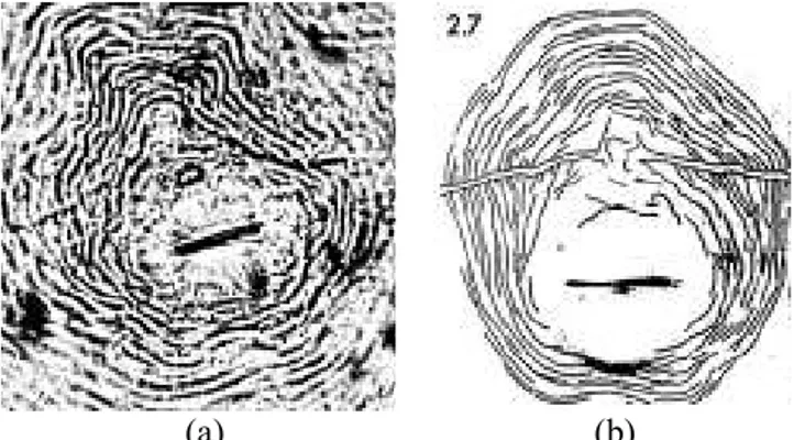 Gambar  1. Hasil identifikasi nematoda puru akar pada tanaman tomat: (a) adanya garis lateral yang  sangat jelas; (b) pola sidik pantat menurut Eisenback et al., (1981)