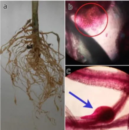 Gambar 2  Gejala  puru  akar  pada  tanaman  tomat  (a),  paket  telur  (b)  dan  betina  dewasa Meloidogyne sp
