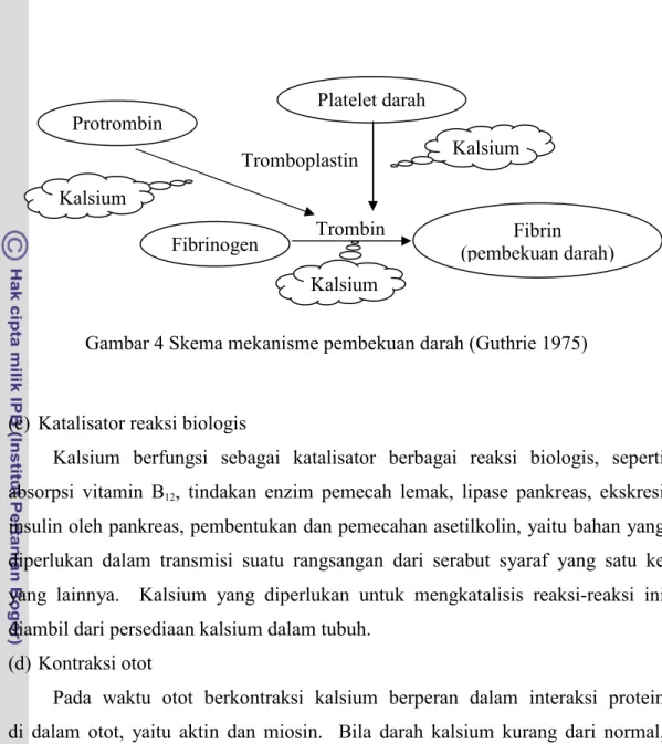 Gambar 4 Skema mekanisme pembekuan darah (Guthrie 1975) 