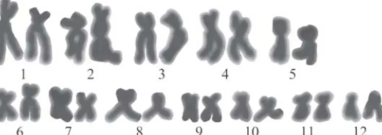 Gambar 2. Kromosom metafase sel somatik dan kariotip L cf. grunniens, perbesaran 3500 x.