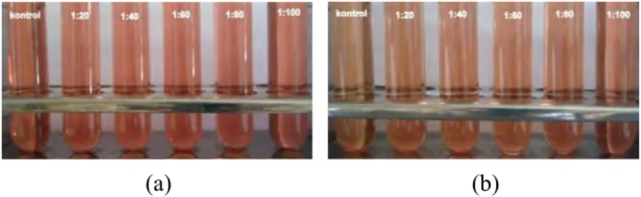 Gambar 17. Warna model minuman kontrol (antosianin tunggal)  dan model minuman kopigmentasi  antosianin-rosmarinic acid (a) sebelum dipanaskan pada suhu  70⁰C dan (b) sesudah dipanaskan pada suhu 70⁰C  selama 210 menit 