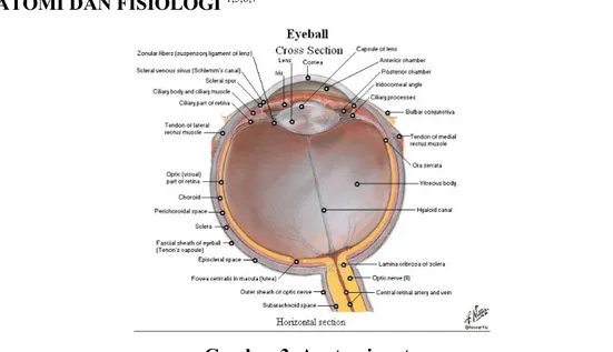 Gambar 3. Anatomi mata